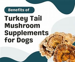 Turkey Tail Mushroom for Dogs: What Every Pet Parent Should Know