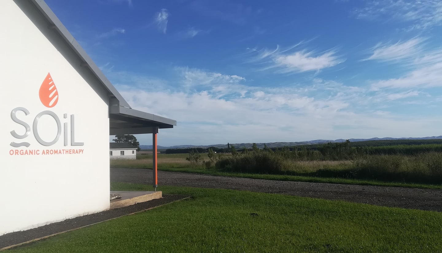 Organic Tea Tree Essential Oil (Melaleuca Alternifolia) 10ml - Path to Self-Improvement